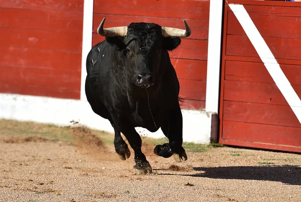 Coraggioso Toro Spagna Correre Nel Bullring Uno Spettacolo Tradizionale — Foto Stock