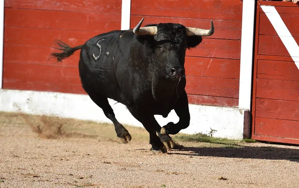 Toro Valiente España Corriendo Plaza Toros Espectáculo Tradicional — Foto de Stock