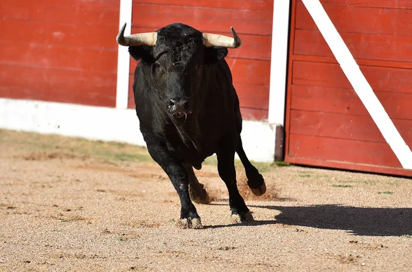 Tapferer Stier Spanien Läuft Der Stierkampfarena Bei Einem Traditionellen Spektakel — Stockfoto