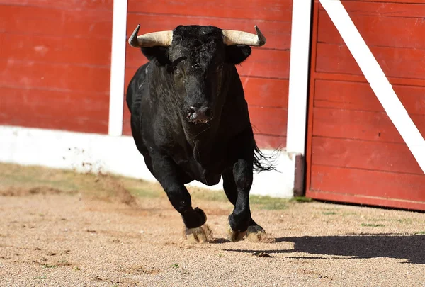 Toro Valiente España Corriendo Plaza Toros Espectáculo Tradicional — Foto de Stock