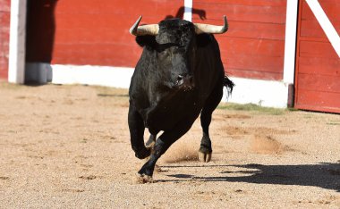 İspanyol boğa güreşi çalışan büyük boynuzları ile güçlü boğa