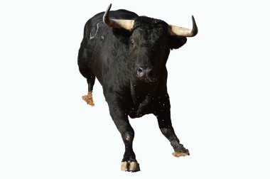 İspanyol boğa güreşi çalışan büyük boynuzları ile güçlü boğa