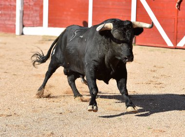 İspanyol boğa güreşi çalışan büyük boynuzları ile güçlü boğa