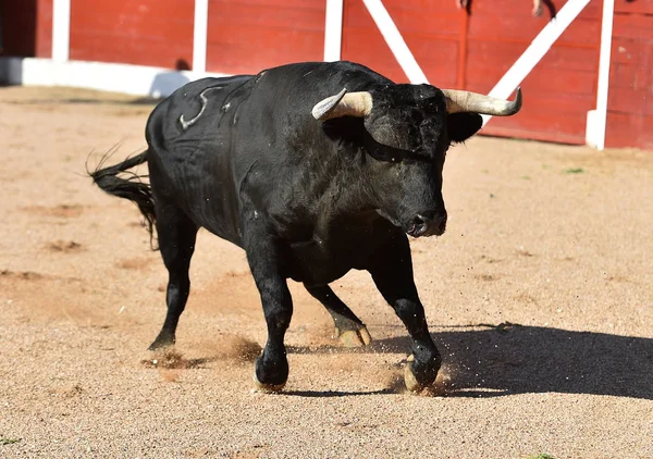 Sterke Stier Met Grote Hoorns Die Spaanse Stierenarena Lopen — Stockfoto