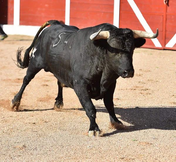 Strong Bull Big Horns Running Spanish Bullring — Stock Photo, Image