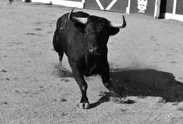 强大的公牛与大角运行在西班牙斗牛场 — 图库照片