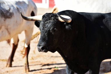 büyük boynuzları ile gösteride boğa güreşi çalışan İspanyol boğa