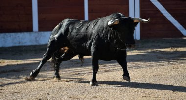 büyük boynuzları ile gösteride boğa güreşi çalışan İspanyol boğa