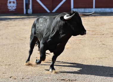 büyük boynuzları ile gösteride boğa güreşi çalışan İspanyol boğa