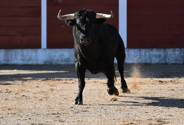 Spagnolo Toro Con Grandi Corna Esecuzione Bullring Nello Spettacolo — Foto Stock