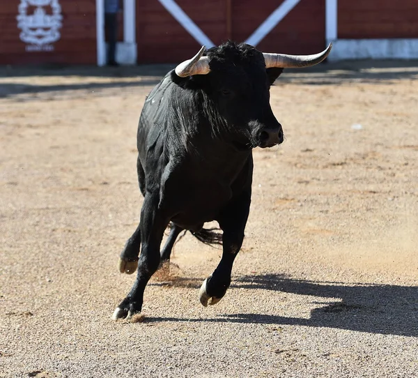 Spagnolo Toro Con Grandi Corna Esecuzione Bullring Nello Spettacolo — Foto Stock