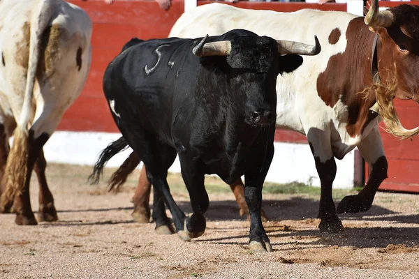 Toro Español Con Cuernos Grandes Corriendo Plaza Toros Espectáculo — Foto de Stock