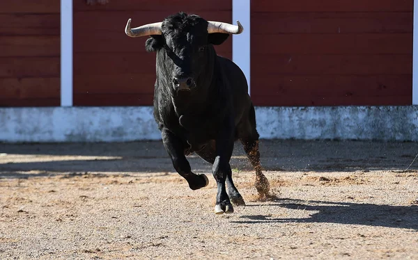 Spagnolo Toro Con Grandi Corna Esecuzione Bullring Nello Spettacolo — Foto Stock