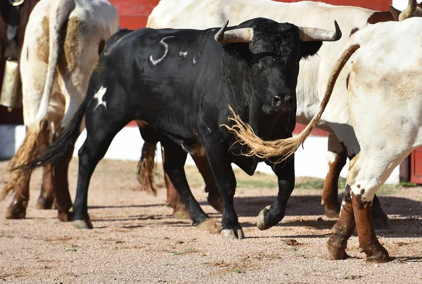 Spanish Bull Big Horns Running Bullring Spectacle — Stock Photo, Image