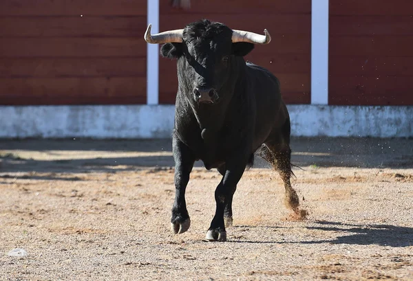 Spaanse Stier Met Grote Hoorns Die Stierenarena Het Spektakel — Stockfoto