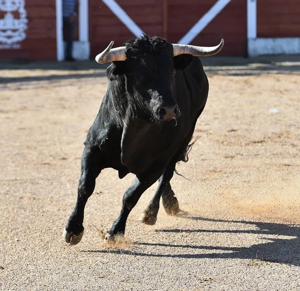 Spanish Bull Big Horns Running Bullring Spectacle — Stock Photo, Image