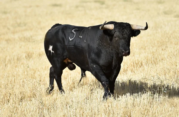 大きな角が光景の中で闘牛で走っているスペインの雄牛 — ストック写真
