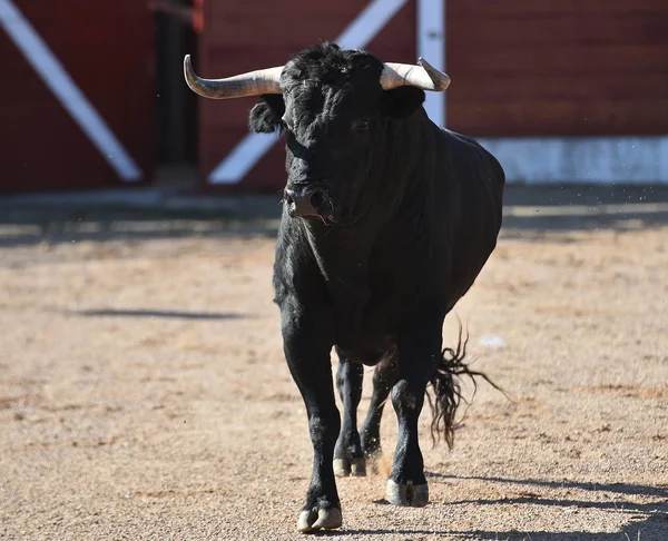 大きな角が光景の中で闘牛で走っているスペインの雄牛 — ストック写真