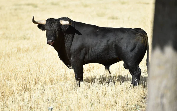 Spanish Bull Big Horns Running Bullring Spectacle — Stock Photo, Image