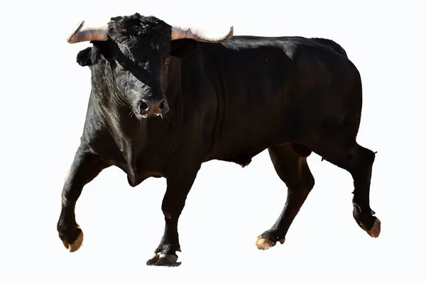 西班牙公牛与大角运行在斗牛的奇观 — 图库照片