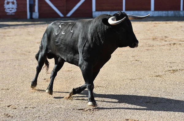 Spaanse Stier Met Grote Hoorns Die Stierenarena Het Spektakel — Stockfoto