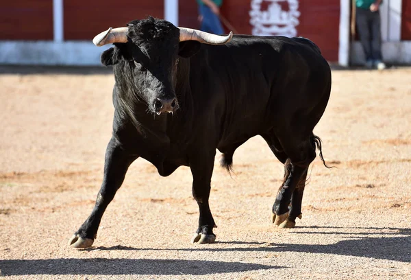 Toro Español Con Cuernos Grandes Corriendo Plaza Toros Espectáculo —  Fotos de Stock