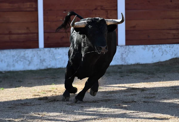 Toro Español Con Cuernos Grandes Corriendo Plaza Toros Espectáculo —  Fotos de Stock