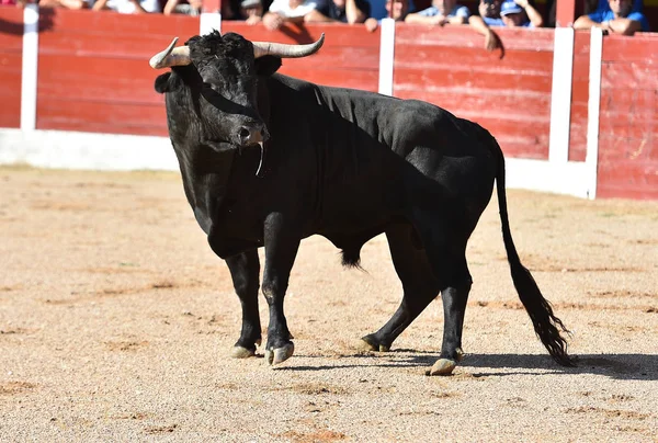 Toro Español Con Cuernos Grandes Corriendo Plaza Toros Espectáculo —  Fotos de Stock