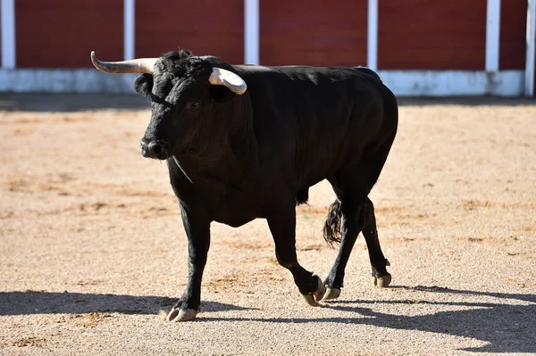 Spagnolo Toro Con Grandi Corna Esecuzione Bullring Nello Spettacolo — Foto Stock