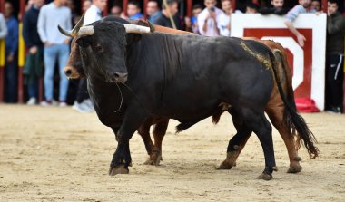 İspanya'da güçlü boğa boğa güreşi çalışan