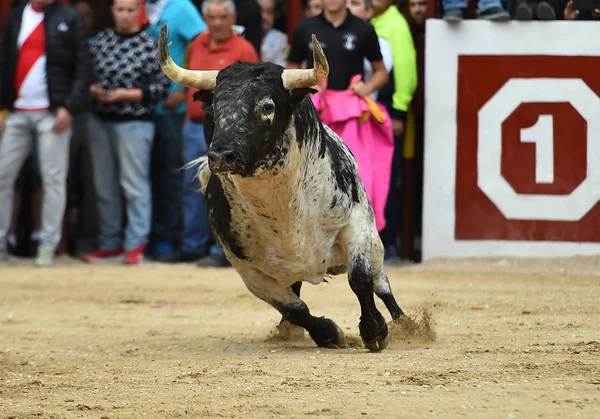 闘牛で走るスペインの強い雄牛 — ストック写真
