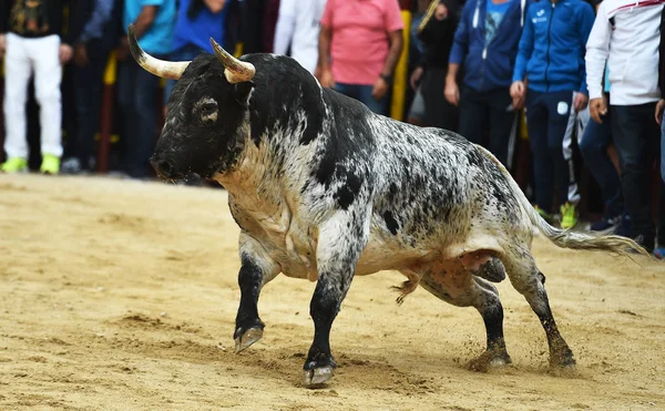 Strong Bull Spain Running Bullring — Stock Photo, Image