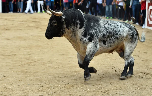 strong bull in spain running in the bullring