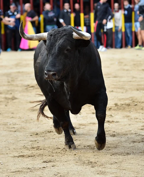 strong bull in spain running in the bullring