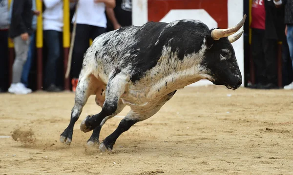 Sterke Stier Spanje Die Stierenarena Loopt — Stockfoto
