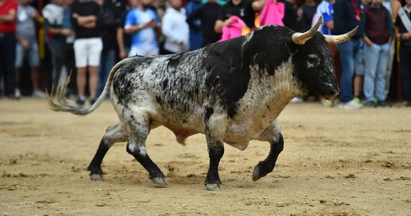 Forte Touro Espanha Correndo Praça Touros — Fotografia de Stock