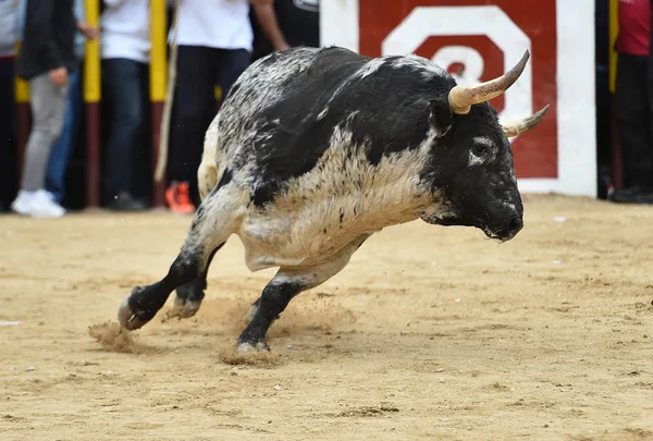 Starker Stier Spanien Läuft Der Stierkampfarena — Stockfoto