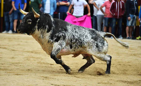 强大的公牛在西班牙运行在斗牛场 — 图库照片