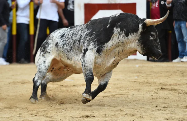 Erős Bika Spanyolországban Fut Bikaviadal Aréna — Stock Fotó