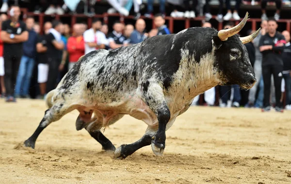 强大的公牛在西班牙运行在斗牛场 — 图库照片