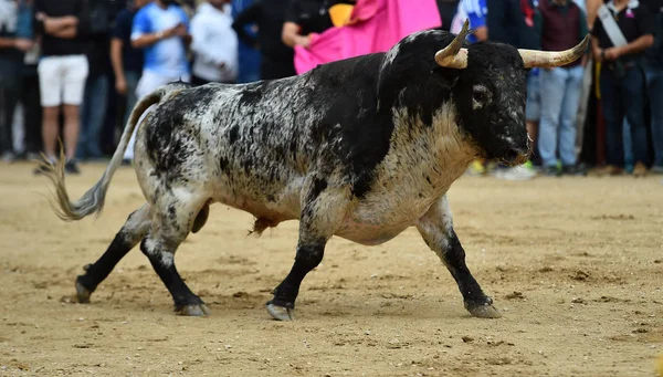 闘牛で走るスペインの強い雄牛 — ストック写真