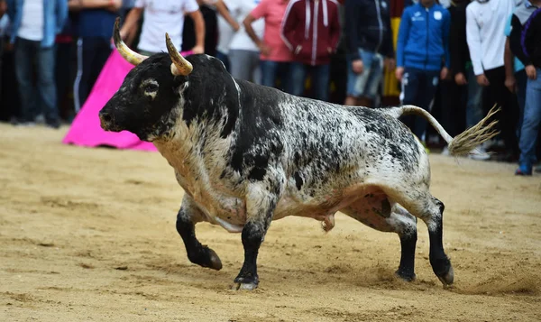 Stark Tjur Spanien Som Kör Tjurfäktningsarenan — Stockfoto