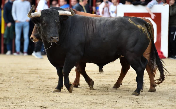 Toro Fuerte España Corriendo Plaza Toros —  Fotos de Stock