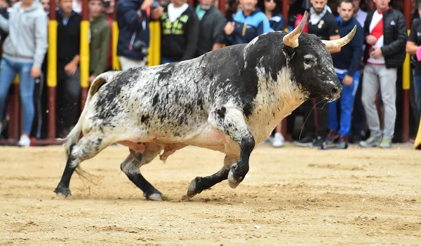 闘牛で走るスペインの強い雄牛 — ストック写真