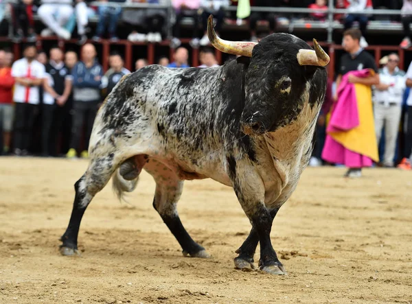 Forte Touro Espanha Correndo Praça Touros — Fotografia de Stock