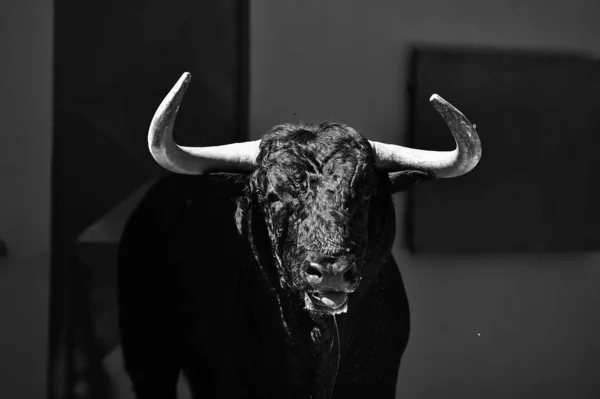 スペインの伝統的な光景で大きな雄牛の頭 — ストック写真