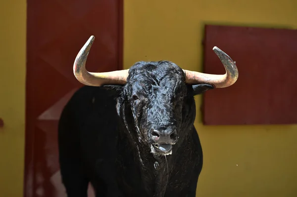 head of big bull in traditional spectacle on spain