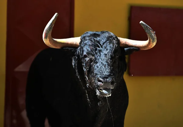 Cabeça Touro Grande Espetáculo Tradicional Espanha — Fotografia de Stock