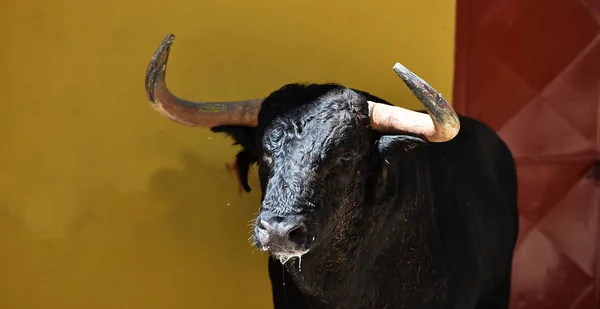 head of big bull in traditional spectacle on spain