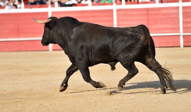 geleneksel gözlük İspanya'da boğa